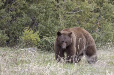 Yellowstone Ulusal Parkı Wyoming 'de baharda bir kara ayı.