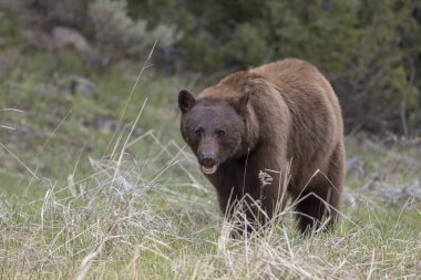 Yellowstone Ulusal Parkı Wyoming 'de baharda bir kara ayı.