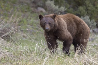 Yellowstone Ulusal Parkı Wyoming 'de baharda bir kara ayı.