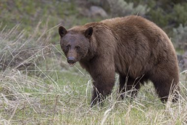 Yellowstone Ulusal Parkı Wyoming 'de baharda bir kara ayı.