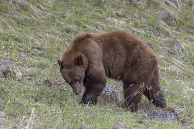 Yellowstone Ulusal Parkı Wyoming 'de baharda bir kara ayı.