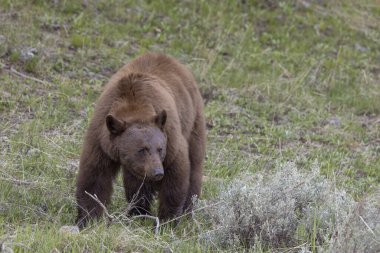 Yellowstone Ulusal Parkı Wyoming 'de baharda bir kara ayı.