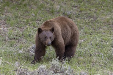 Yellowstone Ulusal Parkı Wyoming 'de baharda bir kara ayı.
