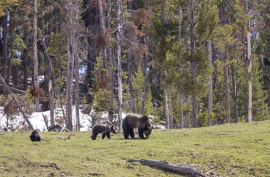 Yellowstone Ulusal Parkı Wyoming 'de ilkbaharda bir boz ayı ve yavruları.