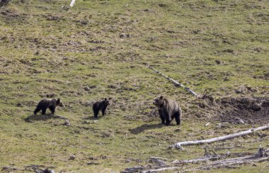 Yellowstone Ulusal Parkı Wyoming 'de ilkbaharda bir boz ayı ve yavruları.