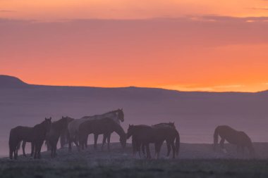 gün batımında Utah çölde Vahşi atlar