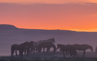 gün batımında Utah çölde Vahşi atlar