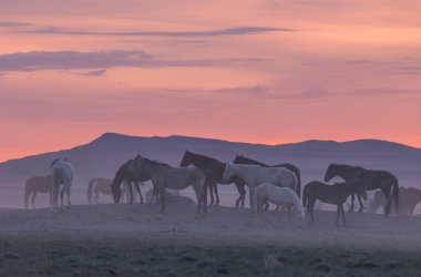 gün batımında Utah çölde Vahşi atlar
