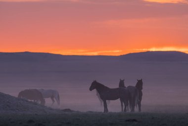 gün batımında Utah çölde Vahşi atlar