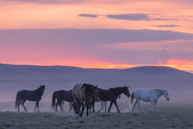 gün batımında Utah çölde Vahşi atlar