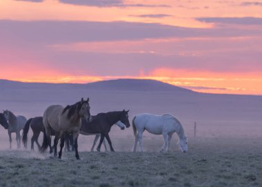 gün batımında Utah çölde Vahşi atlar