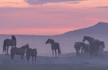 gün batımında Utah çölde Vahşi atlar