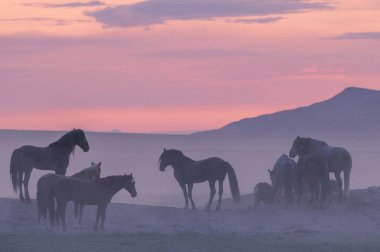 gün batımında Utah çölde Vahşi atlar