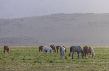 Utah çölünde ilkbaharda vahşi atlar