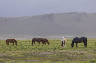 Utah çölünde ilkbaharda vahşi atlar