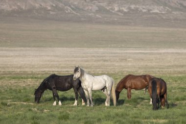Utah çölünde ilkbaharda vahşi atlar