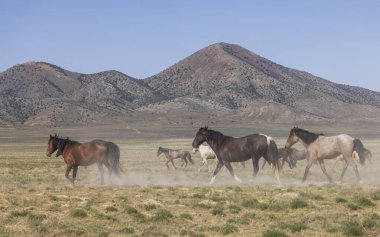 Baharda Utah çölünde vahşi at sürüsü.