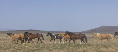 Baharda Utah çölünde vahşi at sürüsü.