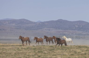 Baharda Utah çölünde vahşi at sürüsü.