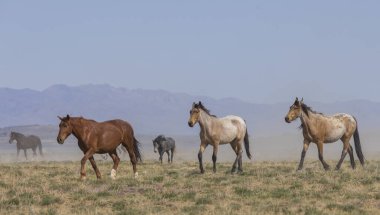 Baharda Utah çölünde vahşi at sürüsü.