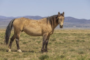 Utah çölünde ilkbaharda vahşi bir at