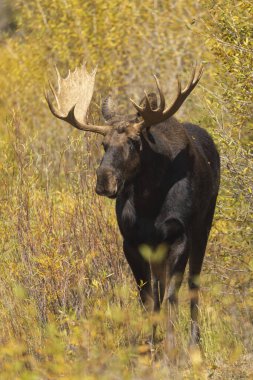 Grand Teton Ulusal Parkı 'nda sonbaharda rutin bir geyik.