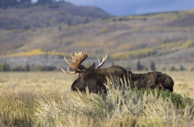 Sonbaharda Wyoming 'de monoton bir geyik.