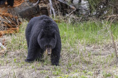 Baharda Yellowstone Ulusal Parkı 'nda bir kara ayı.