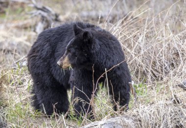 Baharda Yellowstone Ulusal Parkı 'nda bir kara ayı.
