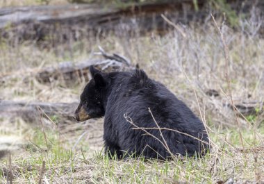 Baharda Yellowstone Ulusal Parkı 'nda bir kara ayı.