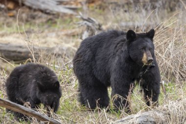 Baharda Yelowstone Ulusal Parkı Wyoming 'de siyah bir ayı ve yavruları var.