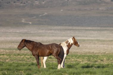 Utah çölünde ilkbaharda vahşi atlar