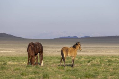 Utah çölünde ilkbaharda vahşi atlar