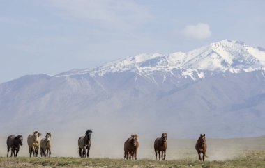 Utah çölünde ilkbaharda vahşi atlar