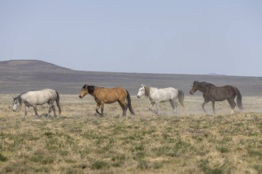 Utah çölünde ilkbaharda vahşi atlar