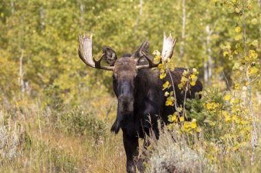 Wyoming 'de sonbaharda bir boğa geyik çiftleşmesi yaşarmış.
