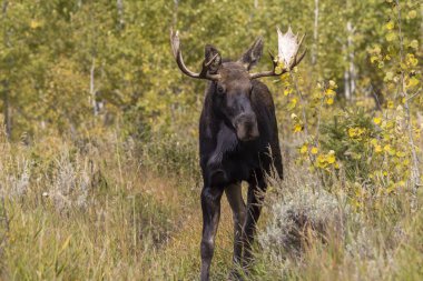 Wyoming 'de sonbaharda bir boğa geyik çiftleşmesi yaşarmış.