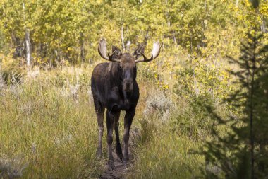 Wyoming 'de sonbaharda bir boğa geyik çiftleşmesi yaşarmış.