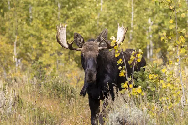 Wyoming 'de sonbaharda bir boğa geyik çiftleşmesi yaşarmış.