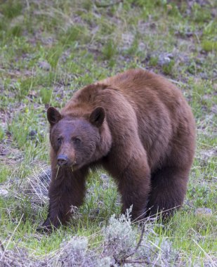 Baharda Yellowstone Ulusal Parkı 'nda bir kara ayı.