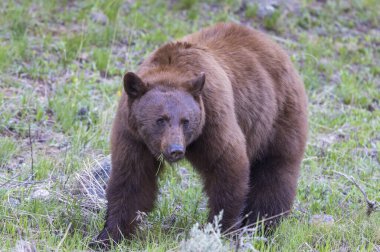 Baharda Yellowstone Ulusal Parkı 'nda bir kara ayı.