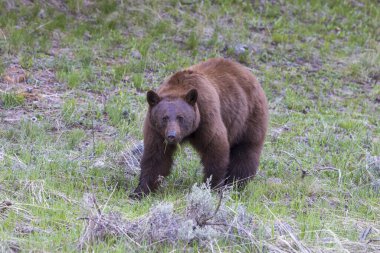 Baharda Yellowstone Ulusal Parkı 'nda bir kara ayı.