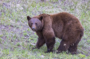 Baharda Yellowstone Ulusal Parkı 'nda bir kara ayı.