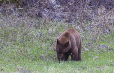 Baharda Yellowstone Ulusal Parkı 'nda bir kara ayı.