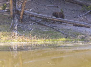 Baharda Yellowstone Ulusal Parkı 'nda bir kara ayı.