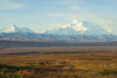 Sonbaharda Denali Ulusal Parkı 'nda bir geyik.