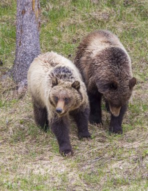 Yellowstone Ulusal Parkı Wyoming 'de ilkbaharda boz ayılar