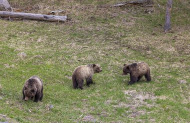 Yellowstone Ulusal Parkı Wyoming 'de ilkbaharda boz ayılar