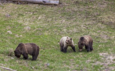 Yellowstone Ulusal Parkı Wyoming 'de ilkbaharda boz ayılar