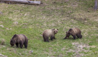 Yellowstone Ulusal Parkı Wyoming 'de ilkbaharda boz ayılar